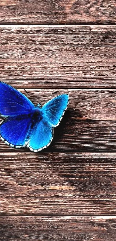Blue butterfly on dark wooden surface, mobile wallpaper.