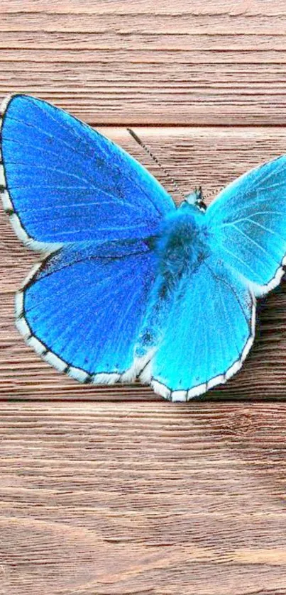 Blue butterfly resting on a wooden surface.