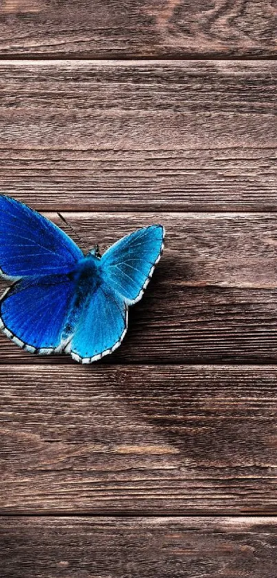 Vibrant blue butterfly on rustic wooden background.