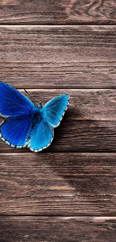 Blue butterfly resting on a wooden surface for mobile wallpaper.