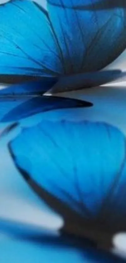 Stunning blue butterfly mobile wallpaper showcasing elegance and vibrant hues.