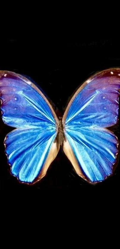 Elegant blue butterfly on black background mobile wallpaper.