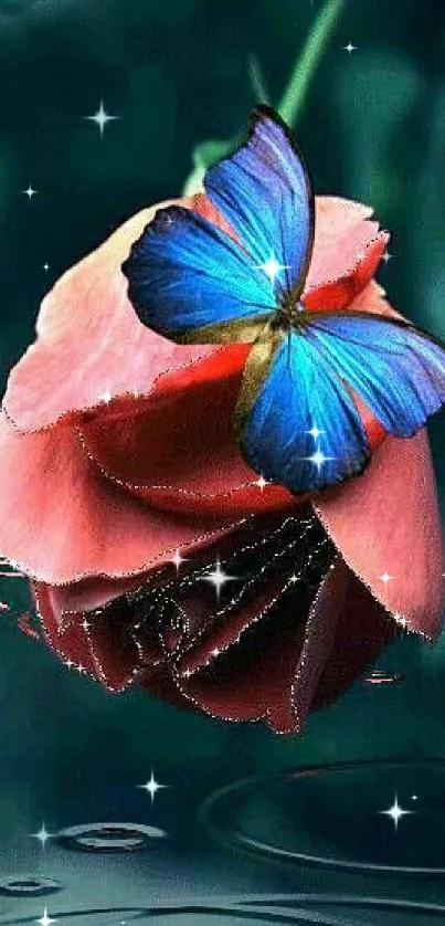 Blue butterfly on a red rose with reflective water below.