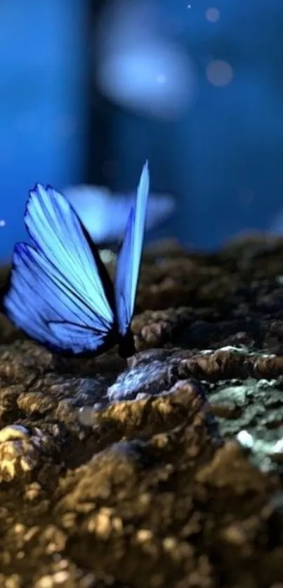 Blue butterfly on textured surface under soft light.