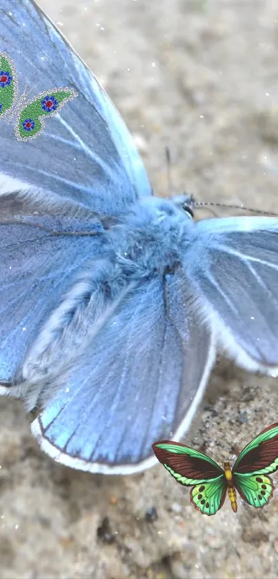 Blue butterfly with decorative wings on sandy background.