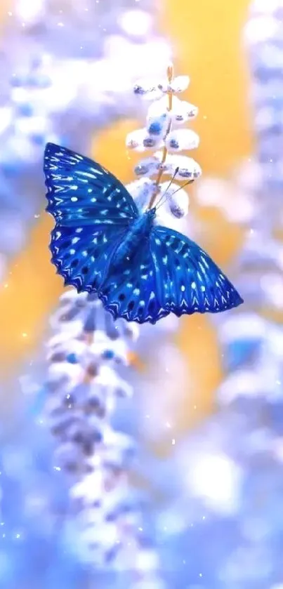 Blue butterfly resting on lavender flowers with soft focus background.