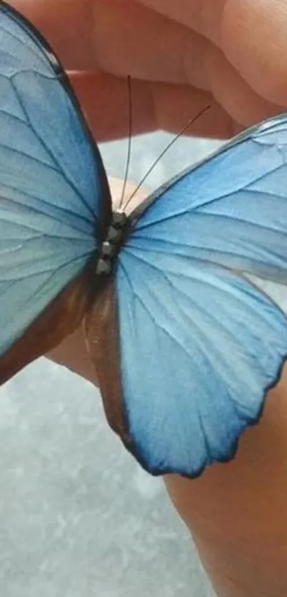 Blue butterfly resting gently on a hand.