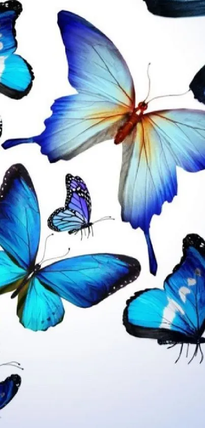 Vibrant blue butterflies wallpaper with unique patterns.