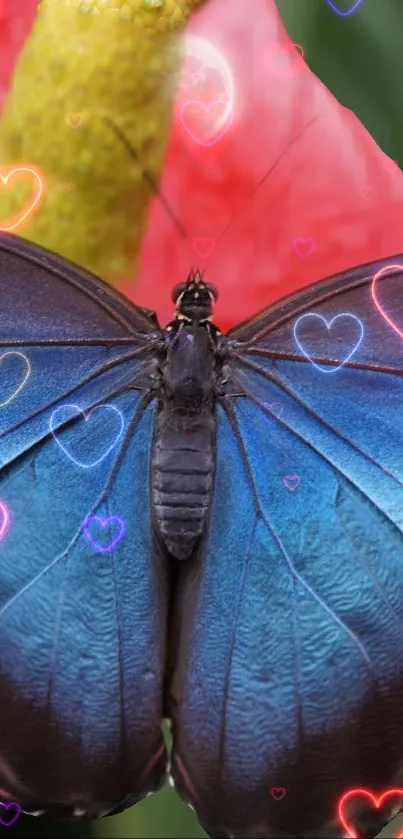 Blue butterfly with pink heart decorations on a floral background.
