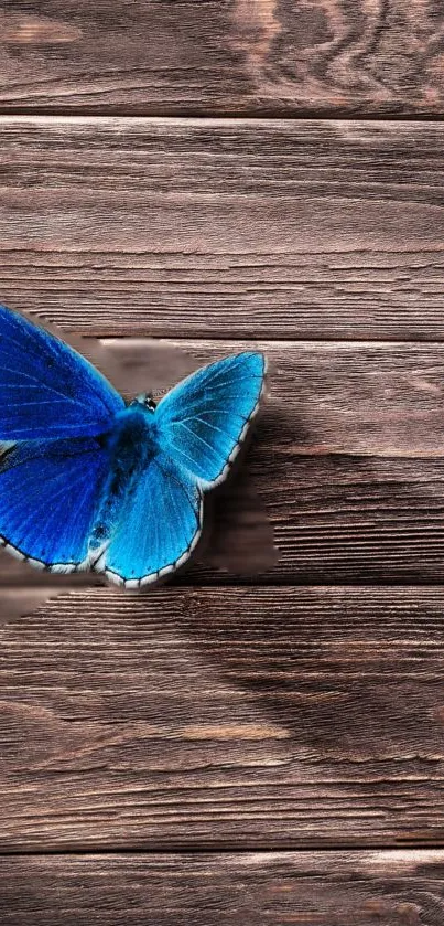 Blue butterfly on rustic wooden background.