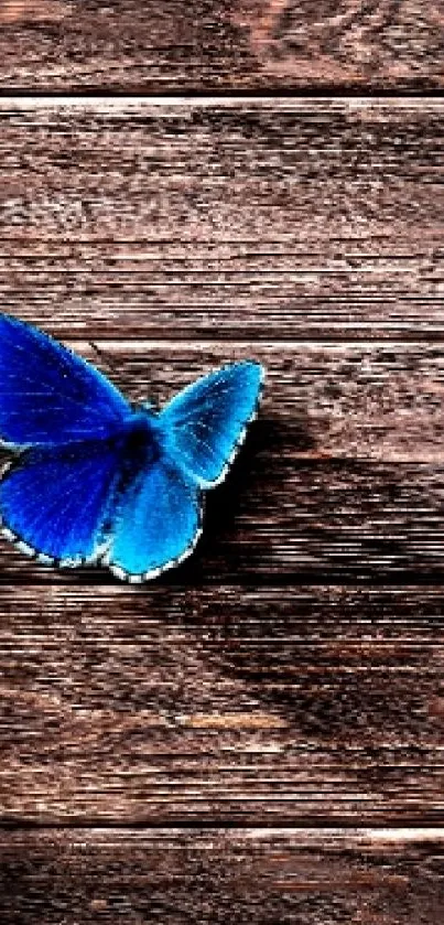 Blue butterfly on a textured wooden surface.