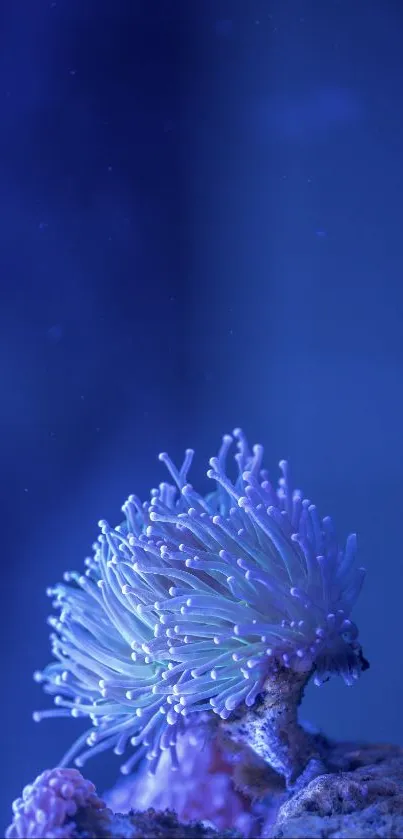 Blue coral reef with marine life on mobile wallpaper.