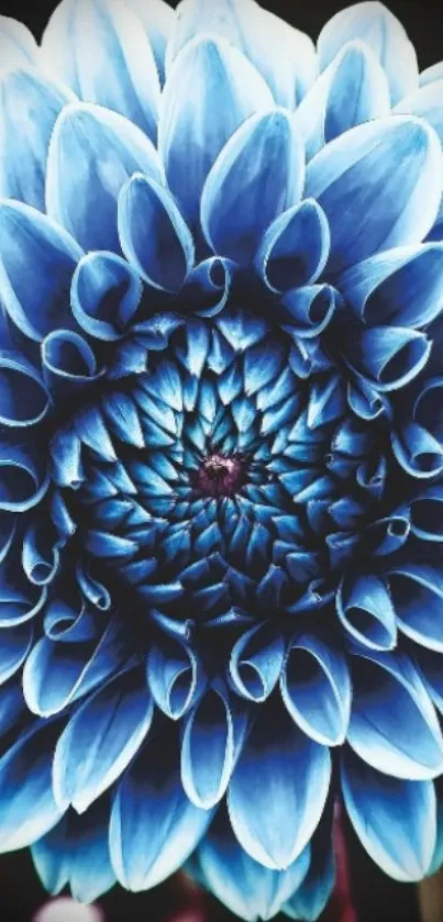 Close-up of a blue dahlia flower showcasing intricate petals.