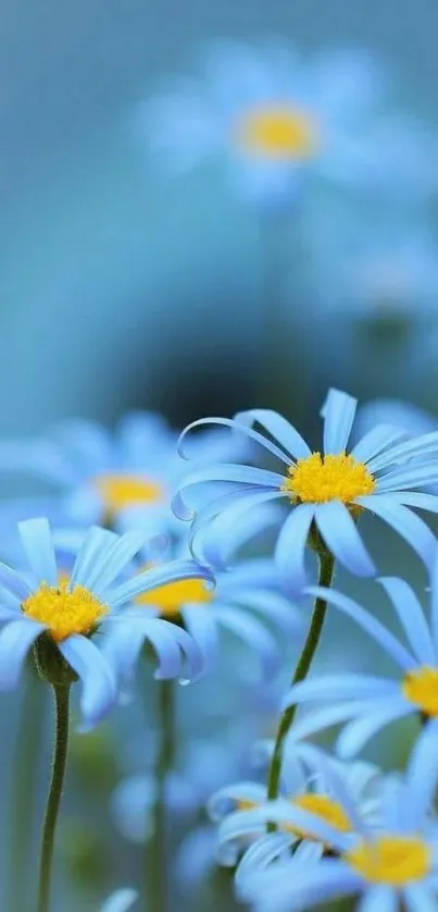 Close-up of blue daisies with yellow centers, perfect for a serene phone background.