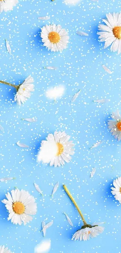 Blue daisies mobile wallpaper with white petals.