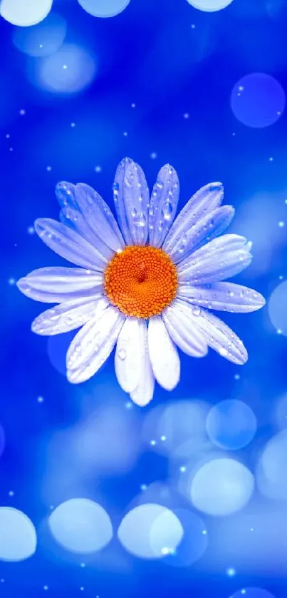 Blue daisy with dew on vibrant bokeh background.