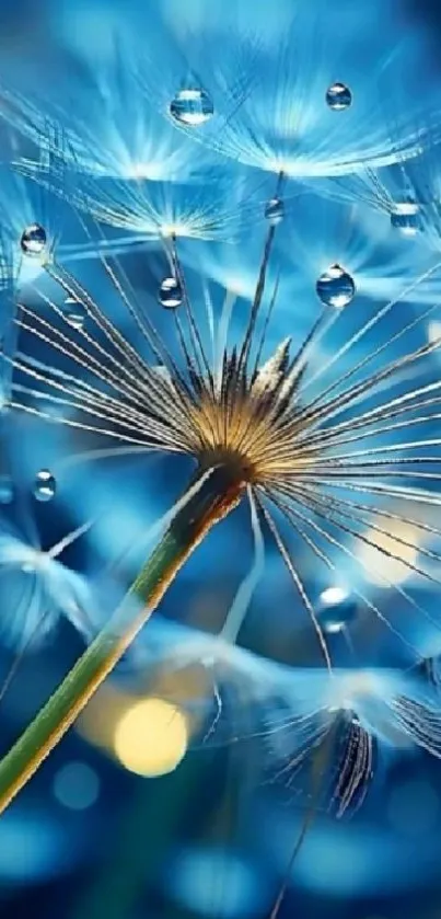 Blue dandelion close-up with dew drops.