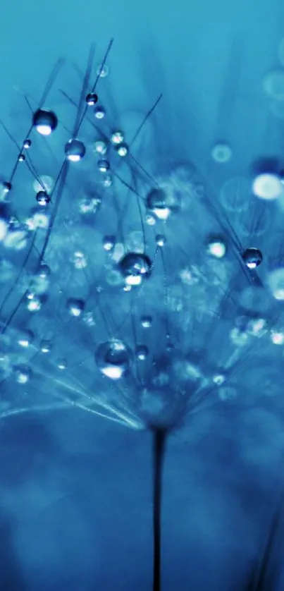 Blue dandelion wallpaper with water droplets, serene and calming.