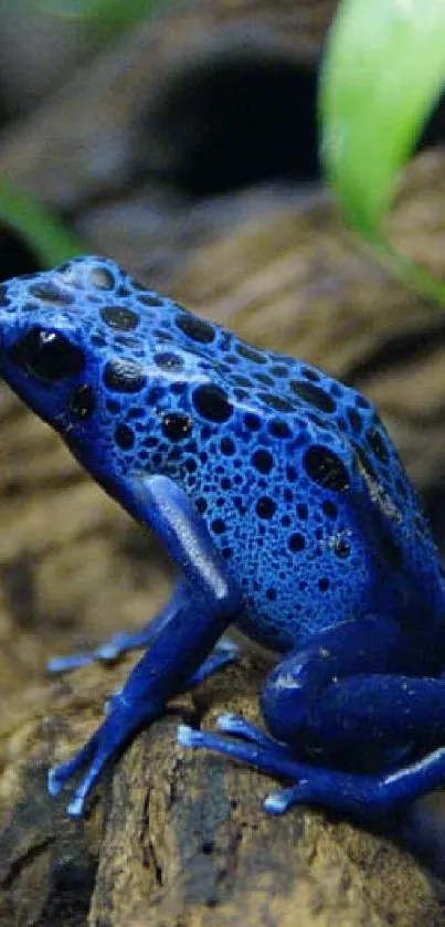 Blue dart frog resting on a wooden branch in its natural habitat.