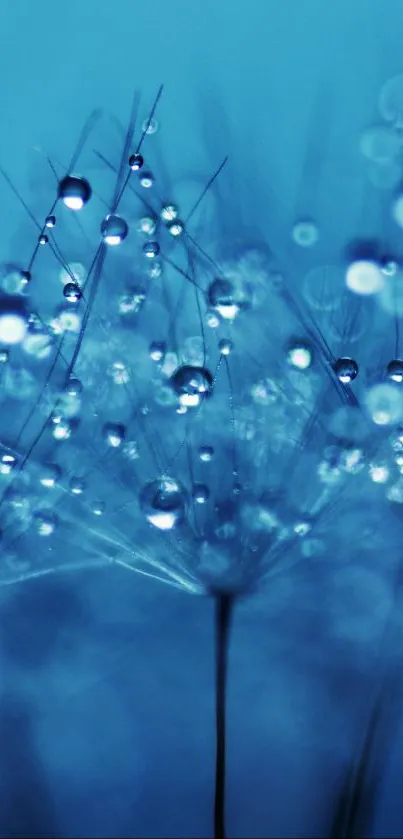 Blue dew-covered dandelions in a tranquil wallpaper.