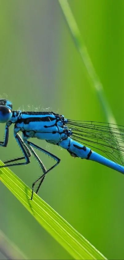 Blue dragonfly perched on a green leaf with a blurred background.