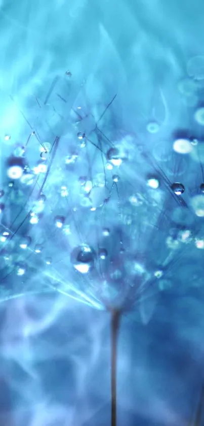 Serene dandelion seeds with dewdrops in sky blue hue.