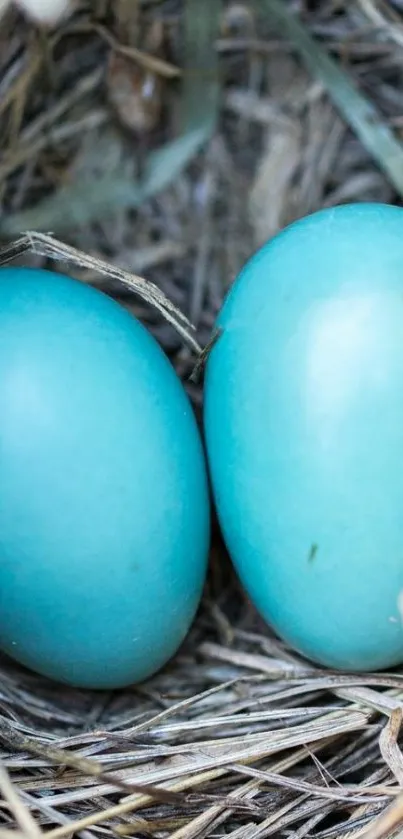 Two blue eggs nestled in a bird's nest, close-up view.