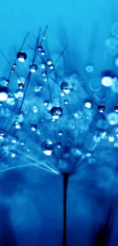 Ethereal blue wallpaper with dewdrops on dandelions.