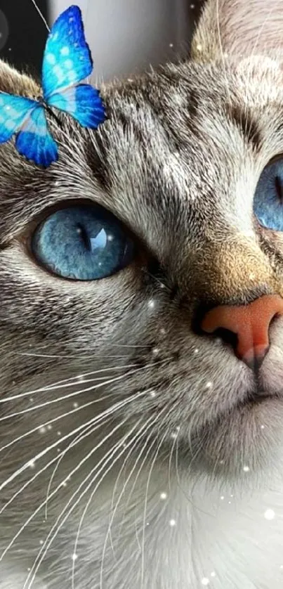 A cat with blue eyes and a vivid blue butterfly on its head.