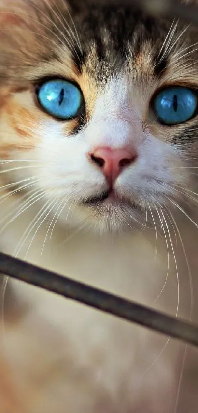 A cat with striking blue eyes peers through a wire fence in a warm-toned setting.