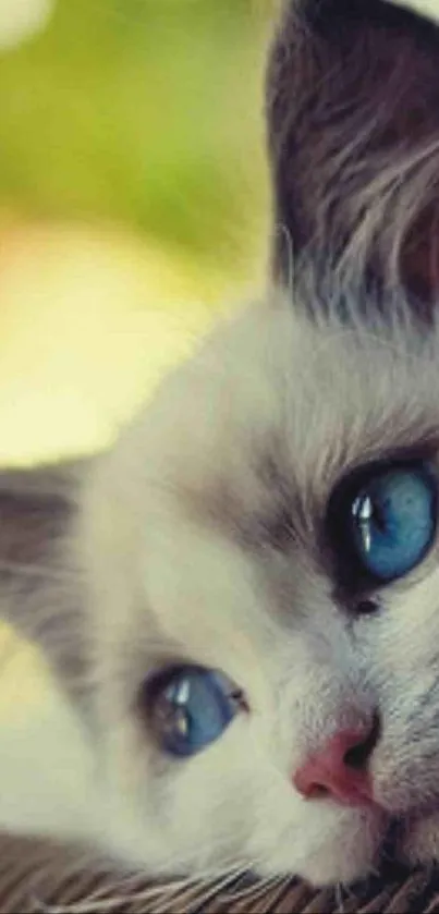 Blue-eyed cat resting on a ledge, gazing peacefully.