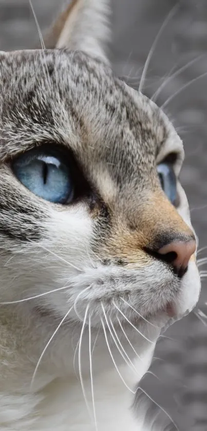 Close-up of a blue-eyed cat with gray fur and detailed facial features.