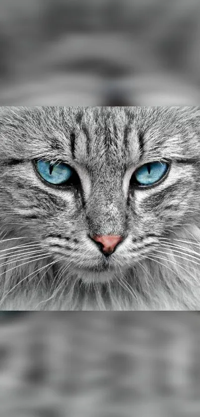 Gray cat with blue eyes mobile wallpaper.