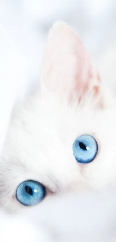 White cat with blue eyes on white background wallpaper.