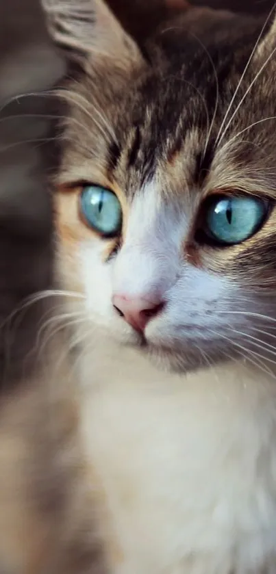 Blue-eyed cat with soft fur on a brown background.