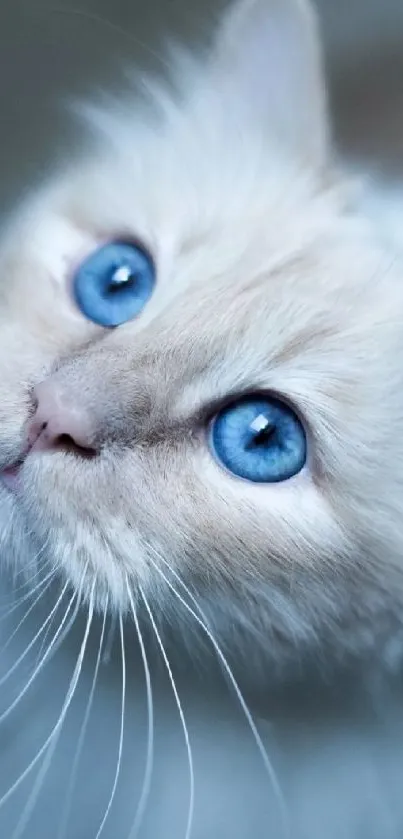 Close-up of a fluffy cat with striking blue eyes.