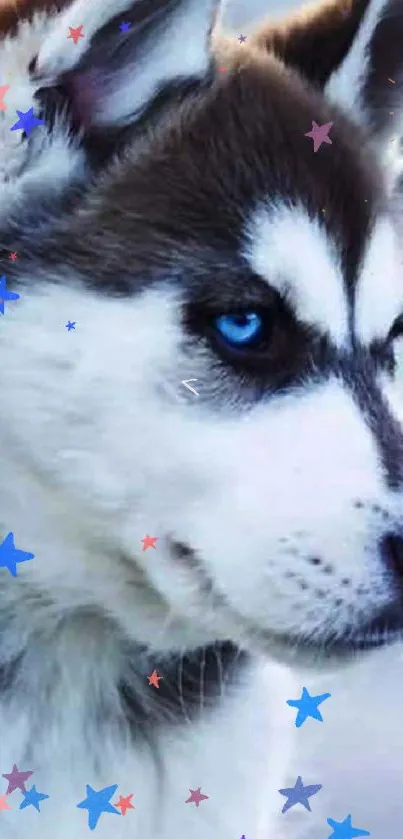 Blue-eyed husky with colorful star accents on wallpaper.