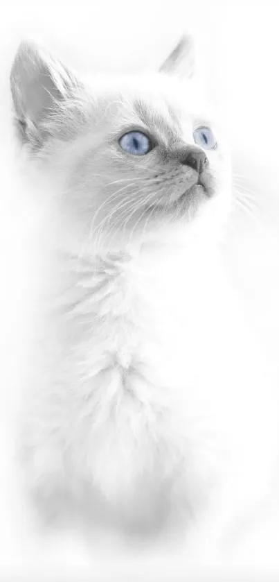 Elegant white cat with blue eyes in soft focus.