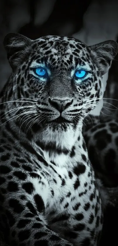 Majestic leopard with vivid blue eyes in monochrome background.