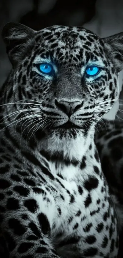 Black and white leopard with vivid blue eyes wallpaper.