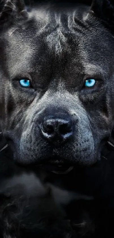 Pitbull with piercing blue eyes on dark background mobile wallpaper.