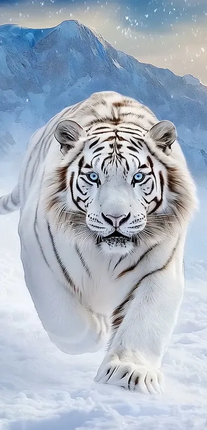 Blue Eyed White Tiger Walking In The Snow Live Wallpaper