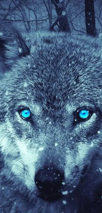 Majestic wolf with blue eyes in a snowy forest wallpaper.