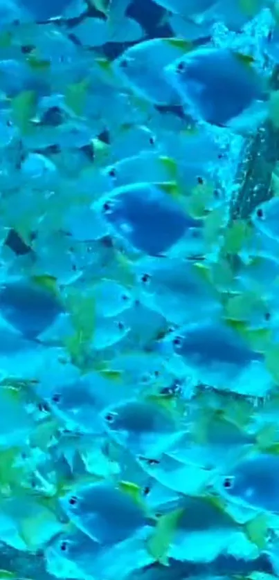 School of blue fish swimming in ocean with vibrant colors.