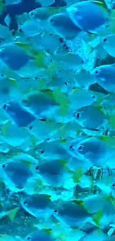 Vibrant blue fish swimming in ocean wallpaper.