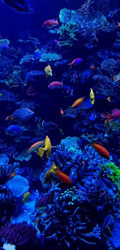 Blue Fish Underwater Live Wallpaper