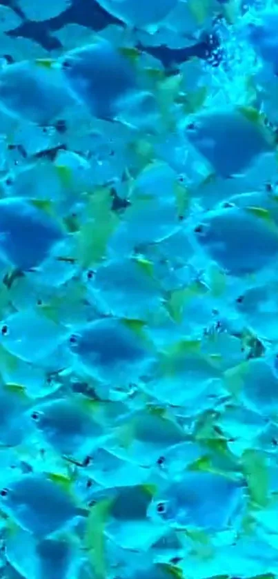 School of blue fish swimming underwater in a vibrant mobile wallpaper.