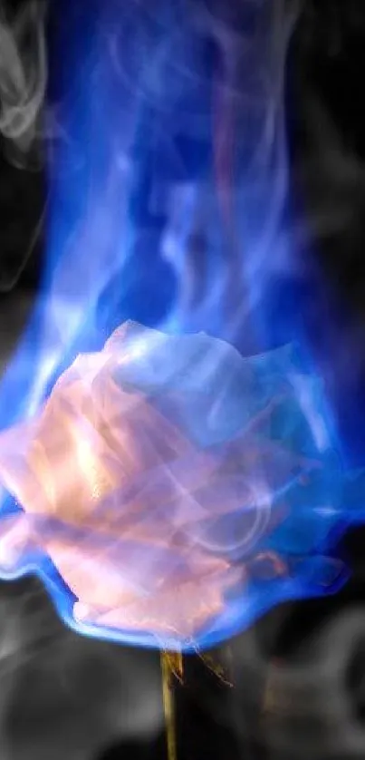 Blue flame engulfing a white rose in a striking artistic wallpaper.