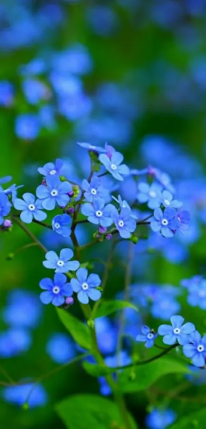 Blue flowers bloom against green leaves.