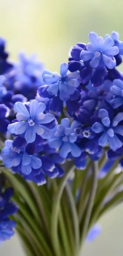 Beautiful bouquet of vibrant blue flowers in a serene and elegant setting.